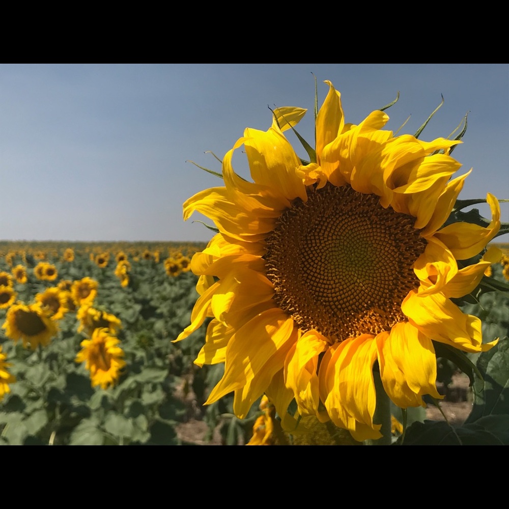 Meet your Posher, Llisa